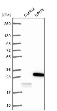 Anti-NPM3 antibody produced in rabbit Prestige Antibodies&#174; Powered by Atlas Antibodies, affinity isolated antibody, buffered aqueous glycerol solution