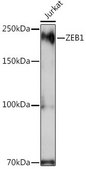 Anti- ZEB1 antibody produced in rabbit