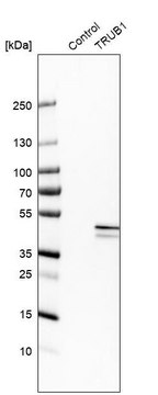 Anti-TRUB1 antibody produced in rabbit Prestige Antibodies&#174; Powered by Atlas Antibodies, affinity isolated antibody, buffered aqueous glycerol solution