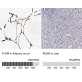Anti-PLIN4 antibody produced in rabbit Prestige Antibodies® Powered by Atlas Antibodies, affinity isolated antibody, buffered aqueous glycerol solution