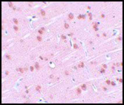 Anti-SYNGR1 antibody produced in rabbit affinity isolated antibody, buffered aqueous solution