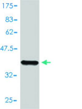 Monoclonal Anti-NUMB antibody produced in mouse clone 4A7-A6, purified immunoglobulin, buffered aqueous solution