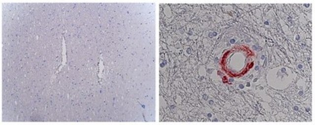 Anti-Notch 3 Antibody, ECD, clone 2G8 clone 2G8, from rat