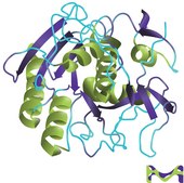 Proteinase K from Tritirachium album buffered aqueous glycerol solution, Molecular Biology, ≥800 units/mL