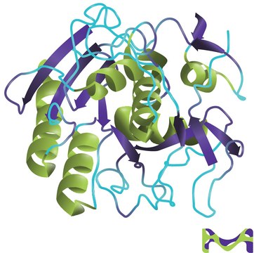 蛋白酶 K 来源于林伯氏白色念球菌 Reagents designed and manufactured under current ISO 13485 certification.