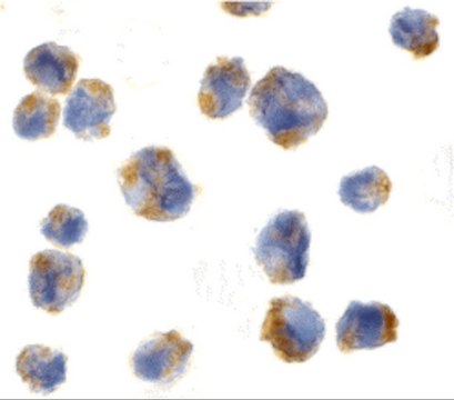 Anti-Eotaxin antibody produced in rabbit purified antibody (DEAE)