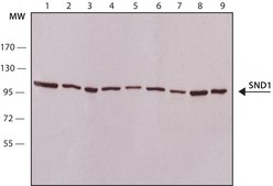 Anti-SND1 antibody, Mouse monoclonal clone SND1-3, purified from hybridoma cell culture