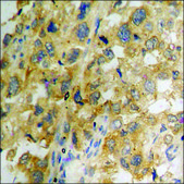 Anti-phospho-p21 Cip1 (pThr145) antibody produced in rabbit affinity isolated antibody