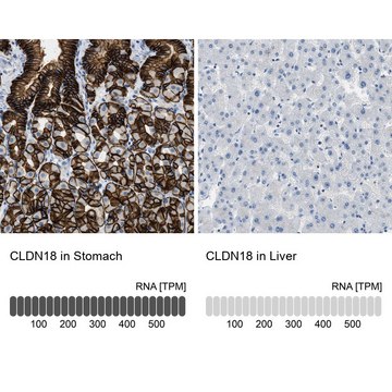 Anti-CLDN18 antibody produced in rabbit Prestige Antibodies&#174; Powered by Atlas Antibodies, affinity isolated antibody, buffered aqueous glycerol solution