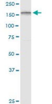 Monoclonal Anti-ADAMTS3 antibody produced in mouse clone 1H8, purified immunoglobulin