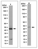 Anti-Pax-2 Antibody, clone 4C2.2 culture supernatant, clone 4C2.2, from mouse