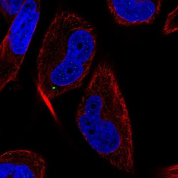 Anti-MAP1LC3C antibody produced in rabbit Prestige Antibodies&#174; Powered by Atlas Antibodies, affinity isolated antibody