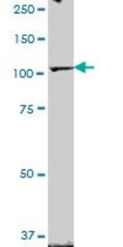 Anti-ZHX2 antibody produced in mouse purified immunoglobulin, buffered aqueous solution