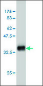 Monoclonal Anti-HOXD11 antibody produced in mouse clone 8B8, purified immunoglobulin, buffered aqueous solution