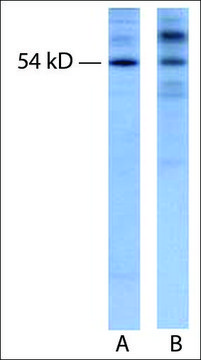 Anti-GABRG3 antibody produced in rabbit IgG fraction of antiserum