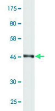 Monoclonal Anti-RAB7L1 antibody produced in mouse clone 1B10, purified immunoglobulin, buffered aqueous solution