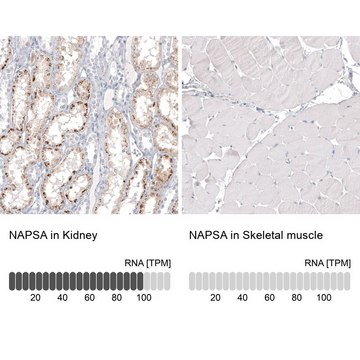 Anti-NAPSA antibody produced in mouse Prestige Antibodies&#174; Powered by Atlas Antibodies, clone CL12954, purified by using Protein A, buffered aqueous glycerol solution