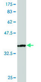 Monoclonal Anti-RNPS1 antibody produced in mouse clone 7G8, purified immunoglobulin, buffered aqueous solution