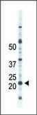 Anti-NME4 (C-term) antibody produced in rabbit IgG fraction of antiserum, buffered aqueous solution