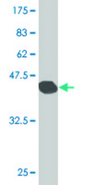 Monoclonal Anti-SFTPC antibody produced in mouse clone 4A10, purified immunoglobulin, buffered aqueous solution