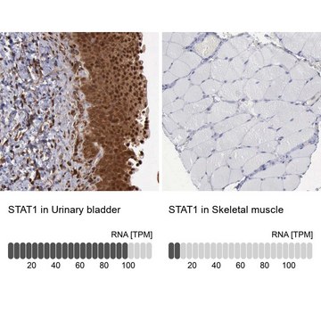 抗-STAT1 兔抗 Ab1, Prestige Antibodies&#174; Powered by Atlas Antibodies, affinity isolated antibody, buffered aqueous glycerol solution