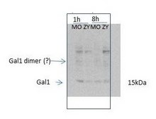 Anti-LGALS1 antibody produced in rabbit affinity isolated antibody