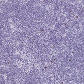 Anti-GNLY antibody produced in rabbit Prestige Antibodies® Powered by Atlas Antibodies, affinity isolated antibody, buffered aqueous glycerol solution