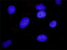 Monoclonal Anti-ARRB2 antibody produced in mouse clone 3G1, purified immunoglobulin, buffered aqueous solution