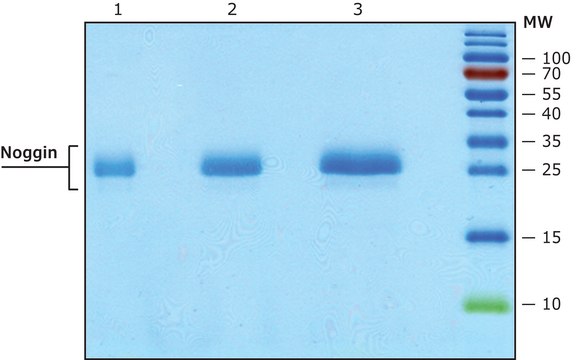 Noggin human recombinant, expressed in HEK 293 cells, suitable for cell culture