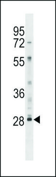 ANTI-LY6G6F(N-TERMINAL) antibody produced in rabbit affinity isolated antibody, buffered aqueous solution