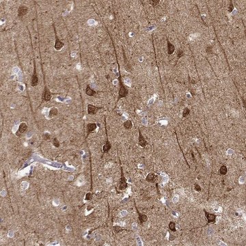 Anti-NECAB3 antibody produced in rabbit Prestige Antibodies&#174; Powered by Atlas Antibodies, affinity isolated antibody