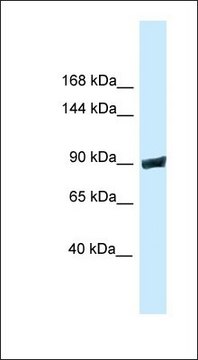 Anti-DNM3 antibody produced in rabbit affinity isolated antibody