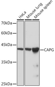 Anti-CAPG Antibody, clone 5V9G1, Rabbit Monoclonal