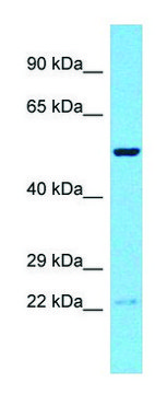 Anti-RNF19B (C-terminal) antibody produced in rabbit affinity isolated antibody