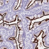 Anti-MEP1B antibody produced in rabbit Prestige Antibodies® Powered by Atlas Antibodies, affinity isolated antibody, buffered aqueous glycerol solution