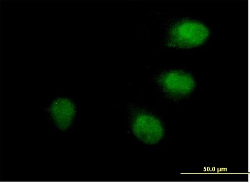 Anti-ANAPC10 antibody produced in mouse IgG fraction of antiserum, buffered aqueous solution