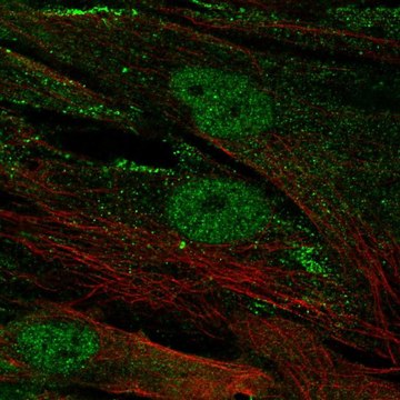 Anti-CENPJ antibody produced in rabbit Prestige Antibodies&#174; Powered by Atlas Antibodies, affinity isolated antibody