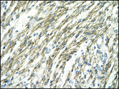 Anti-HIF1A affinity isolated antibody