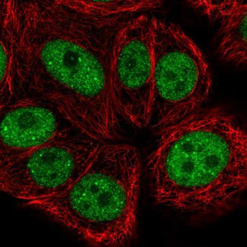 Anti-BRF1 antibody produced in rabbit Prestige Antibodies&#174; Powered by Atlas Antibodies, affinity isolated antibody