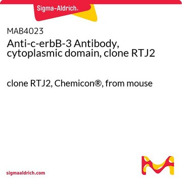 Anti-c-erbB-3 Antibody, cytoplasmic domain, clone RTJ2 clone RTJ2, Chemicon&#174;, from mouse