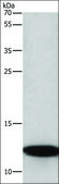 Anti-BRK1 antibody produced in rabbit affinity isolated antibody