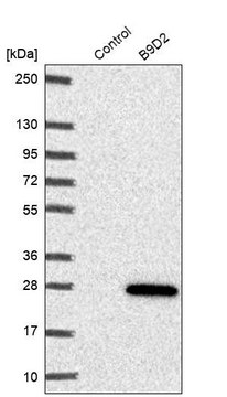 Anti-B9D2 antibody produced in rabbit Prestige Antibodies&#174; Powered by Atlas Antibodies, affinity isolated antibody, buffered aqueous glycerol solution