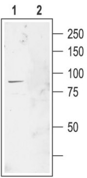 Anti-Chloride Channel-2 (CLC-2, Clcn2) antibody produced in rabbit affinity isolated antibody, lyophilized powder