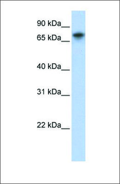 Anti-TRIM29 (ab3) antibody produced in rabbit affinity isolated antibody