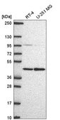 Anti-PRMT1 antibody produced in rabbit Prestige Antibodies® Powered by Atlas Antibodies, affinity isolated antibody