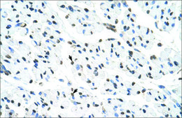 Anti-MATR3 (AB1) antibody produced in rabbit IgG fraction of antiserum