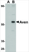 Anti-Aven antibody produced in rabbit affinity isolated antibody, buffered aqueous solution