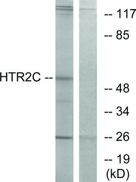 Anti-HTR2C antibody produced in rabbit affinity isolated antibody