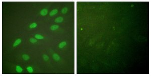 Anti-Lamin A antibody produced in rabbit affinity isolated antibody