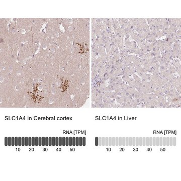 Anti-SLC1A4 antibody produced in rabbit Prestige Antibodies&#174; Powered by Atlas Antibodies, affinity isolated antibody, buffered aqueous glycerol solution